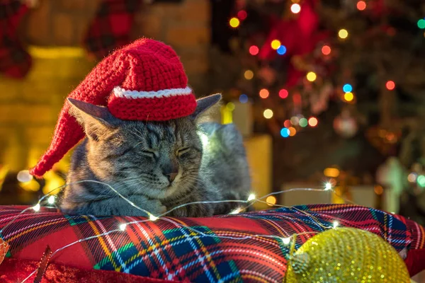 Kočka Klobouku Santa Clause Krbu Vánoční Stromek Kočičí Životní Styl — Stock fotografie