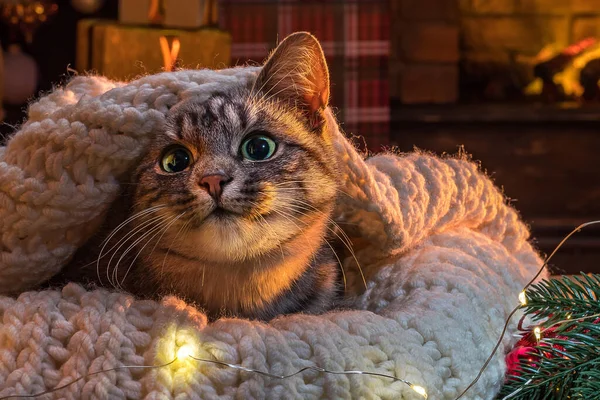 Katt Nära Öppna Spisen Julgran Randig Grå Kattunge Livsstil Inomhus — Stockfoto