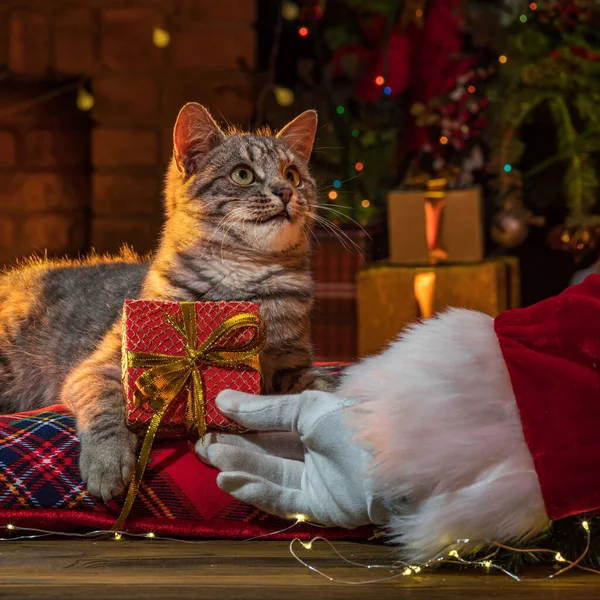 Die Hand Des Weihnachtsmannes Die Katze Weihnachtsbaum Kätzchen Drinnen Haustiere — Stockfoto