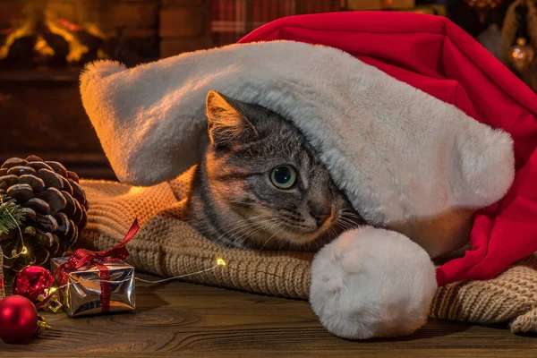 Chat Dans Chapeau Père Noël Près Cheminée Arbre Noël Style — Photo
