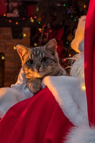 Santa Claus Kočka Vánočního Stromku Kotě Otcem Vánocemi Uvnitř Domácí — Stock fotografie