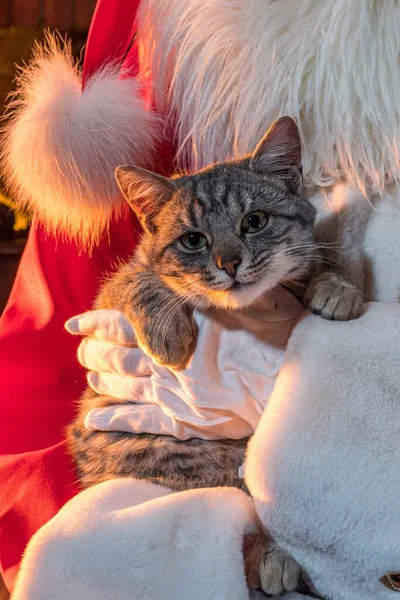 Santa Claus Kočka Vánočního Stromku Kotě Otcem Vánocemi Uvnitř Domácí — Stock fotografie