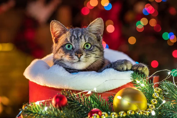 Katt Nära Öppna Spisen Julgran Randig Grå Kattunge Livsstil Inomhus — Stockfoto