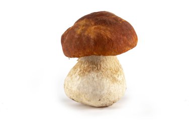 Beyaz arka planda taze yabani mantarlar. Organik yenilebilir mantar, diyet makrobiyotik gıda, yararlı beslenme 