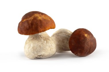 Beyaz arka planda taze yabani mantarlar. Organik yenilebilir mantar, diyet makrobiyotik gıda, yararlı beslenme 