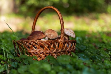 Hasat sepetinde taze, kahverengi şapka boletus, sonbahar hasadı. Kırsal çiftlik tarzı mantar avlama zamanı. Ormanda yenilebilir sağlıklı mantar toplama mevsimi.