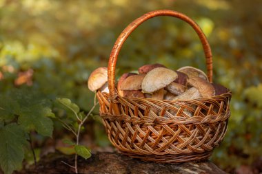 Hasat sepetinde taze, kahverengi şapka boletus, sonbahar hasadı. Kırsal çiftlik tarzı mantar avlama zamanı. Ormanda yenilebilir sağlıklı mantar toplama mevsimi.