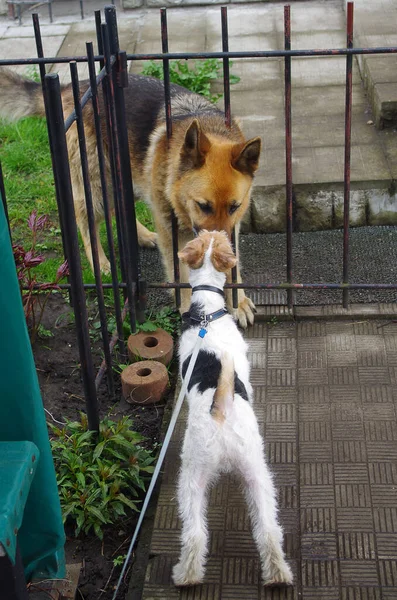 Drátěný Fox Terrier Seznamuje Pastýřem Pes Pet Roztomilý Čistokrevný Štěně — Stock fotografie