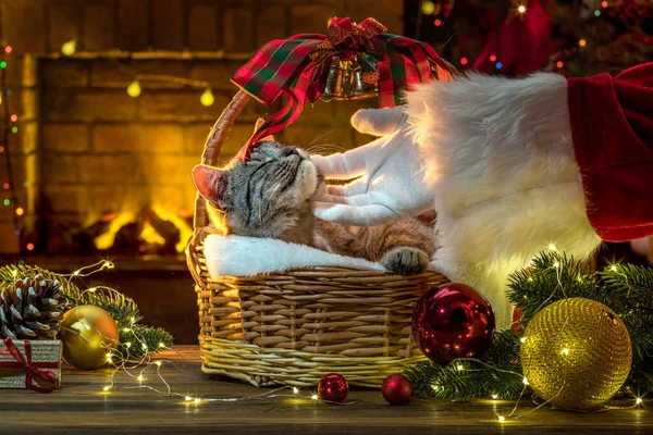 Jultomtens Hand Julklappar Till Katten Nära Julgranen Och Öppen Spis — Stockfoto