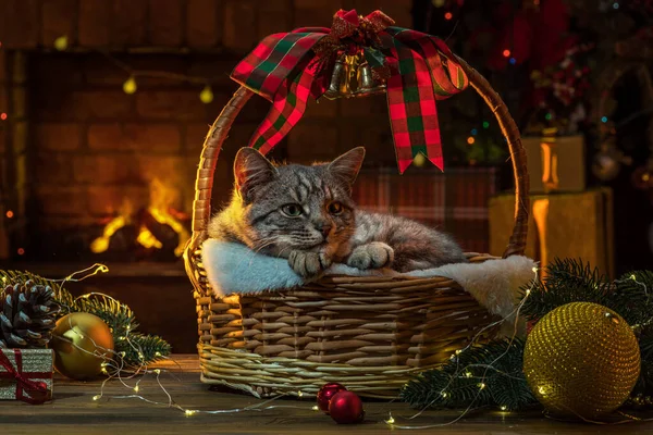 Kočka Vánočního Stromku Krbu Kotě Proutěném Koši Uvnitř Domácí Mazlíčci — Stock fotografie