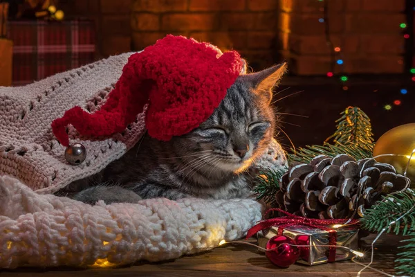 Noel Baba Şapkalı Kedi Şöminenin Yanında Noel Ağacı Evde Kedi — Stok fotoğraf