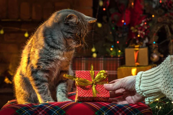 Ruka Dává Dárek Cat Poblíž Vánočního Stromečku Kotě Uvnitř Domácí — Stock fotografie