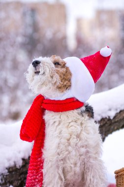 Noel kıyafetli, tel saçlı tilki teriyeri kışın ormanda kar altında geziyor. Yeni yıl pikniğinde Noel Baba şapkalı evcil köpek. Takvim ve tebrik kartı resmi.