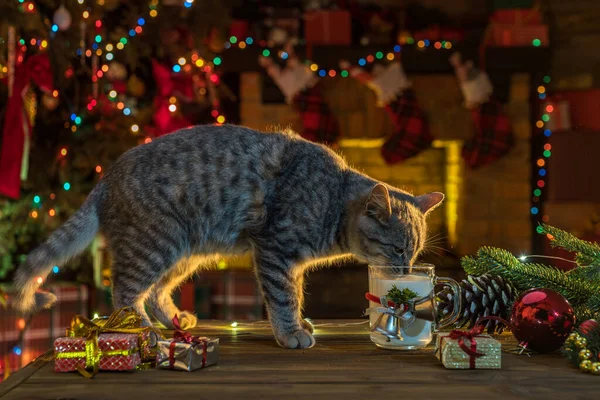 Kočka Lašící Mléko Krbu Vánoční Stromek Kočičí Životní Styl Uvnitř — Stock fotografie