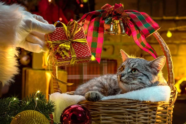 Ruka Santa Clause Dárky Pro Cat Vánočního Stromečku Krbu Kotě — Stock fotografie