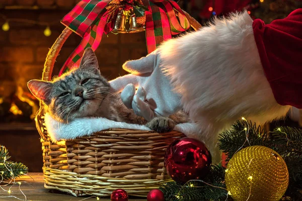 Ruka Santa Clause Dárky Pro Cat Vánočního Stromečku Krbu Kotě — Stock fotografie