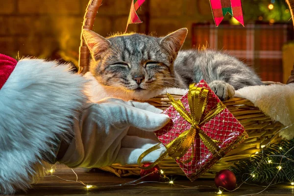 Ruka Santa Clause Dárky Pro Cat Vánočního Stromečku Krbu Kotě — Stock fotografie