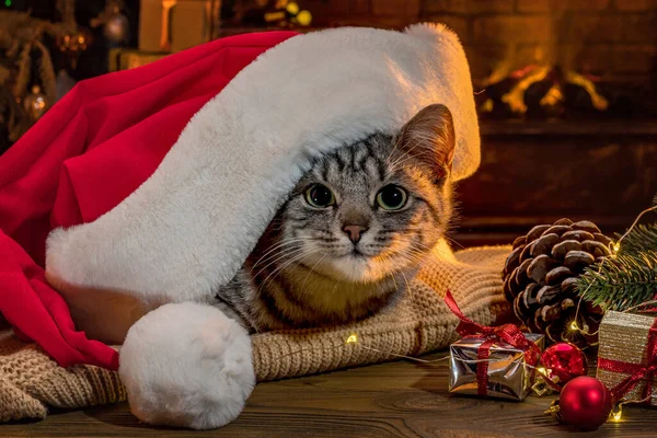 Γάτα Στον Άγιο Βασίλη Καπέλο Κοντά Στο Τζάκι Χριστουγεννιάτικο Δέντρο — Φωτογραφία Αρχείου
