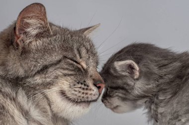 Anne kedi ve küçük kedi yavrusu iki haftalık. İki haftalık yavru kedi. Komik sevimli yavru hayvan yaşam tarzı resmi