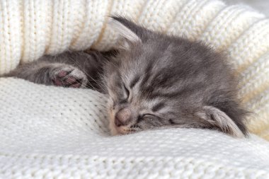 Uyuyan küçük kedi yavrusu iki haftalık. İki haftalık yavru kedi. Sıcak, beyaz bir battaniyede komik bir hayvan. Sevimli hayvan yaşam tarzı resmi.