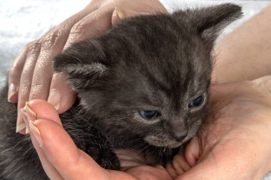 Uyuyan küçük kedi yavrusu iki hafta boyunca insanların elinde. İki haftalık yavru kedi. Sıcak, beyaz bir battaniyede komik bir hayvan. Sevimli hayvan yaşam tarzı resmi.