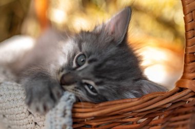 Hasır sepetteki küçük kedi yavrusu. Yavru kedi açık havada oynuyor. Çiftlikte yaşayan komik evcil hayvan. Sevimli evcil hayvan neşeli yaşam tarzı yaz mevsimi
