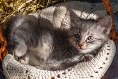 Hasır sepetteki küçük kedi yavrusu. Yavru kedi açık havada oynuyor. Çiftlikte yaşayan komik evcil hayvan. Sevimli evcil hayvan neşeli yaşam tarzı yaz mevsimi