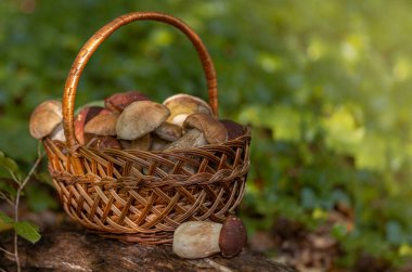 Hasat sepetinde taze, kahverengi şapka boletus, sonbahar hasadı. Kırsal çiftlik tarzı mantar avlama zamanı. Ormanda yenilebilir sağlıklı mantar toplama mevsimi.