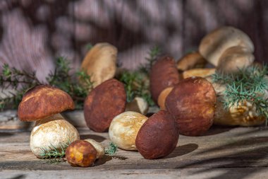 Ahşap bir arka planda taze boletus mantarları. Mantar avlama zamanı. Yenilebilir mantar topluyorum. Diyet makrobiyotik sağlıklı gıda konsepti