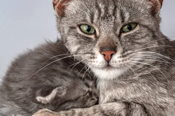 Mutter Katze Und Kleine Kätzchen Vierzehntägig Alt Zwei Wochen Altes — Stockfoto