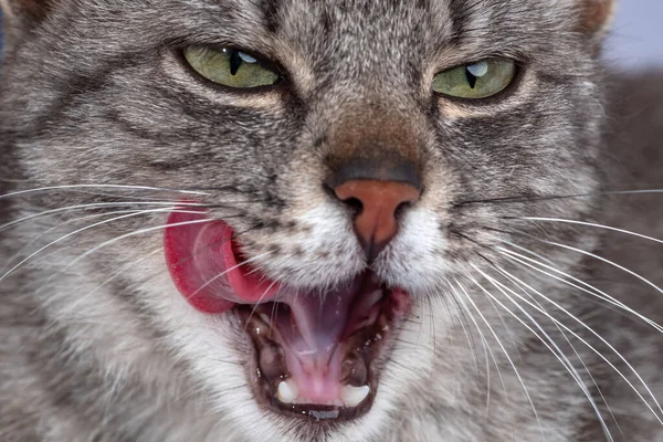 Porträt Einer Erwachsenen Katze Aus Nächster Nähe Lustiges Gesicht Von — Stockfoto