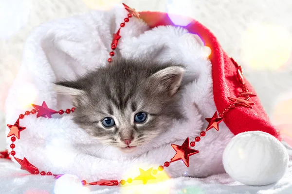 Mały Kotek Wśród Świątecznych Dekoracji Baby Cat Gra Girlandy Krytym — Zdjęcie stockowe