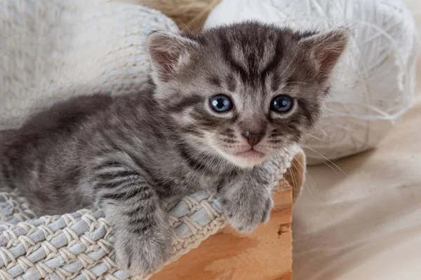 Mały Kotek Drewnianym Pudełku Baby Cat Bawi Się Świeżym Powietrzu — Zdjęcie stockowe