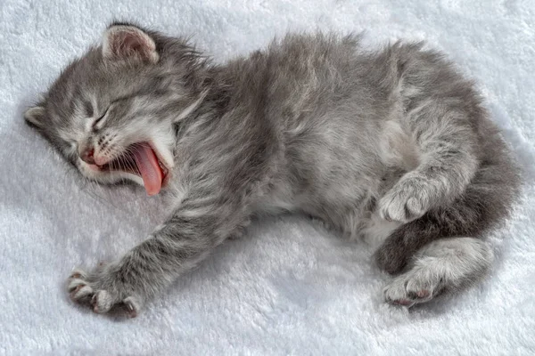 Stretching Kleine Kätzchen Vierzehntägig Alter Zwei Wochen Altes Katzenbaby Lustiges — Stockfoto