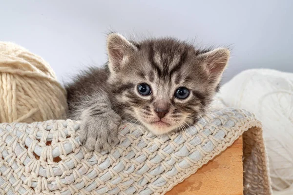 Mały Kotek Drewnianym Pudełku Baby Cat Bawi Się Świeżym Powietrzu — Zdjęcie stockowe