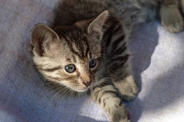 Gatito Mes Edad Baby Cat Jugando Aire Libre Divertida Mascota —  Fotos de Stock