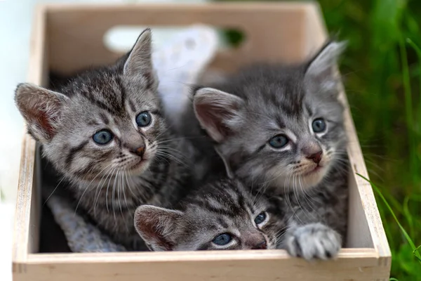 Mały Kotek Drewnianym Pudełku Baby Cat Bawi Się Świeżym Powietrzu — Zdjęcie stockowe