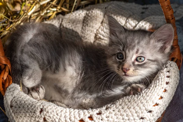 Little Kitten Wicker Basket Baby Cat Playing Open Air Funny — Stock Photo, Image