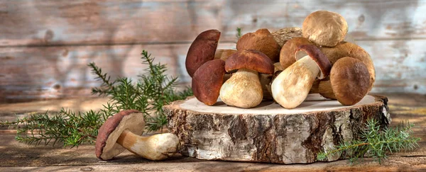 Ahşap bir arka planda taze boletus mantarları. Mantar avlama zamanı. Yenilebilir mantar topluyorum. Diyet makrobiyotik sağlıklı gıda konsepti