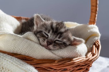 Uyuyan küçük kedi yavrusu iki haftalık. İki haftalık yavru kedi. Sıcak hasır sepetin üzerinde komik bir hayvan. Sevimli hayvan yaşam tarzı resmi.