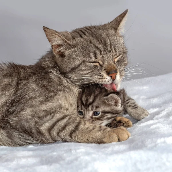 Madre Gatto Gattino Quindicinale Età Baby Cat Due Settimane Divertente — Foto Stock