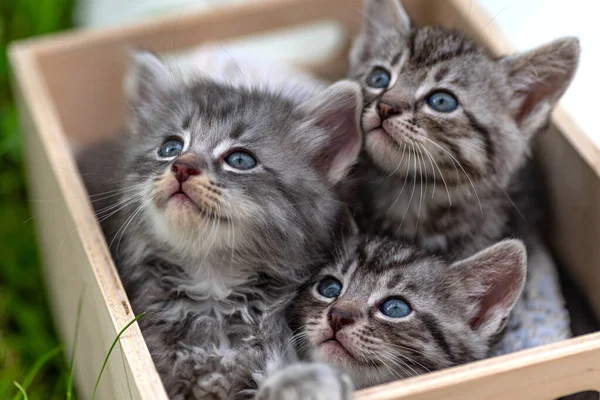 Małe Kociaki Drewnianym Pudełku Baby Cat Bawi Się Świeżym Powietrzu — Zdjęcie stockowe