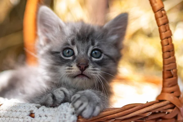 Gatito Una Canasta Mimbre Baby Cat Jugando Aire Libre Divertida — Foto de Stock