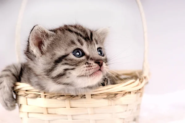 Pequeno Gatinho Com Anos Idade Bebê Gato Duas Semanas Animal Fotos De Bancos De Imagens Sem Royalties