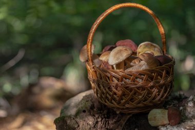 Hasat sepetinde taze, kahverengi şapka boletus, sonbahar hasadı. Kırsal çiftlik tarzı mantar avlama zamanı. Ormanda yenilebilir sağlıklı mantar toplama mevsimi.