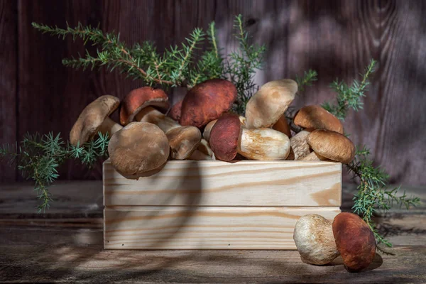 Fresh boletus mushrooms on a wooden background still life. Mushroom hunting time. Picking edible fungus. Diet macrobiotic healthy food concept