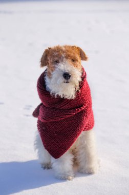 Noel kıyafetli tel saçlı tilki teriyeri kışın ormanda karda yürüyor. Yeni yıl boyunca kırmızı eşarp takarak tatilde olan evcil köpek. Takvim ve tebrik kartı resmi.