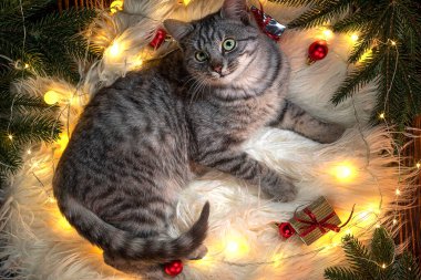 Noel ağacının yanındaki kedi. Çizgili gri kedi yavrusu yaşam tarzı. Yeni yıl için evcil hayvan ve hediyeler. Noel sezonunda rahat bir iç mekanda sevimli bir hayvan.