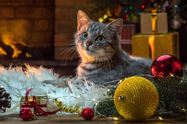 Şöminenin yanındaki kedi, Noel ağacı. Çizgili gri kedi yavrusu yaşam tarzı. Yeni yıl için evcil hayvan ve hediyeler. Noel sezonunda rahat bir iç mekanda sevimli bir hayvan.