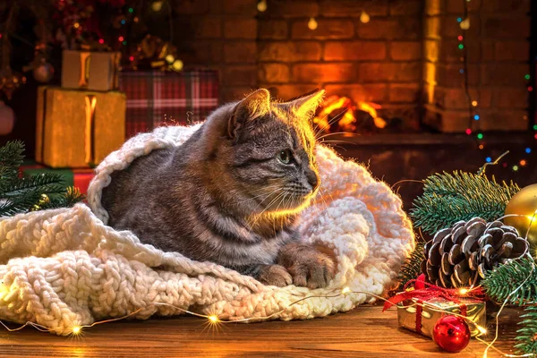 Katt Nära Öppna Spisen Julgran Randig Grå Kattunge Livsstil Inomhus — Stockfoto